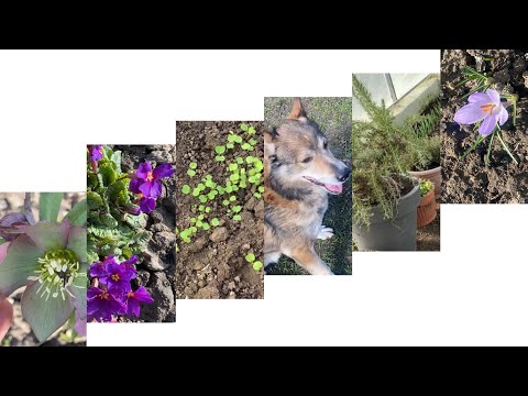 I spent two days in the village tidying up the greenhouse and flower garden. The hellebore, primr...