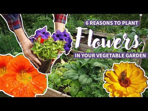 6 Reasons to Plant Flowers in Your Vegetable Garden 💐