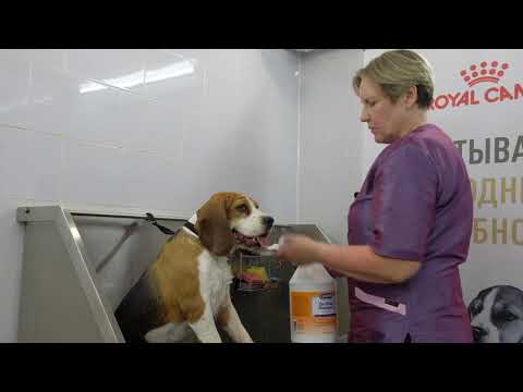 Бигль- уход, содержание, груминг. Руководство пользователя.