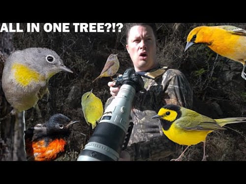 Looking for a rare warbler in the desert leads to more than I can handle