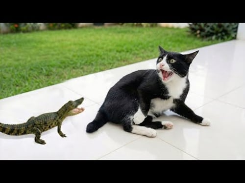 Cats Causing Total Chaos πΉ | Must-Watch Funny Cat & Wild Animal Videos 2026
