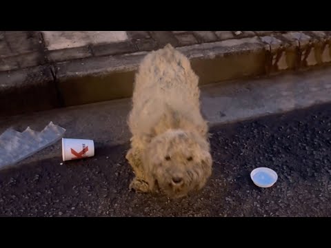 Pregnant with 8 children, she trembled and tried to bow her head to beg for help from passersby