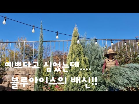 16평 정원에 블루아이스 ...심고나서 후회중!!,아직도 백만송이 국화는 이쁘다!