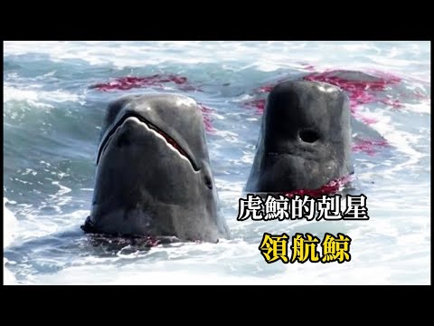 別惹領航鯨!虎鯨聽到它的聲音就跑!它們打架搖人,還會冒充虎鯨嚇唬魚!#科普 #冷知識 #海洋生物 #animals