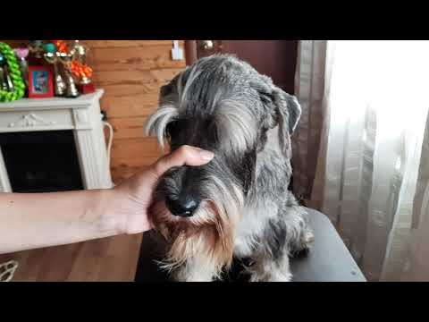 Стрижка_шнауцера