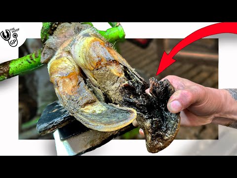 her hoof CRACKED WIDE OPEN!!!!