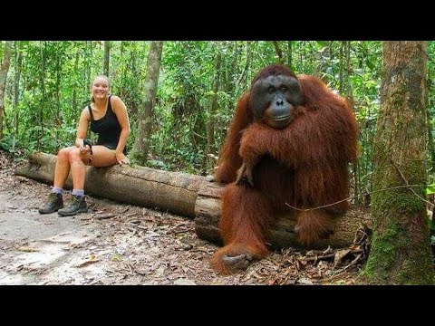 Try Not to Laugh! Hilarious and Funniest Animal Videos of the Year 😂