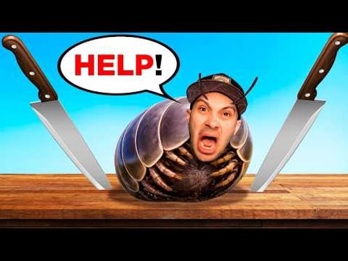 Life As a Roly Poly is REALLY HARD...