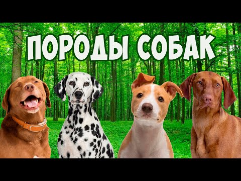 Породы собак с фотографиями и названиями для детей | Детское развивающее видео для малышей