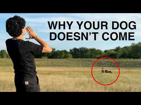 Dog Doesn't COME When Called? Fix It NOW!
