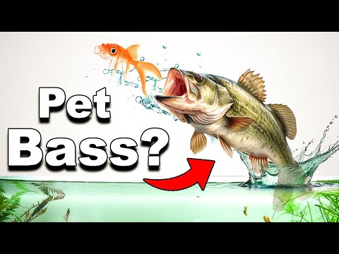 I Built A 400 Gallon River for My Pet BASS