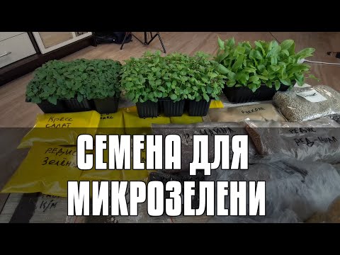 СЕМЕНА ДЛЯ МИКРОЗЕЛЕНИ: КАКИЕ ПОДХОДЯТ, ГДЕ КУПИТЬ ДЕШЕВЛЕ, ЧЕМ ОТЛИЧАЮТСЯ, КАК САЖАТЬ И ЗАМАЧИВАТЬ?