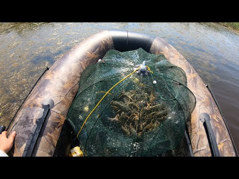 WOW, I'M SURPRISED! I DIDN'T THINK THERE WERE SUCH BIG CRAYFISH IN THIS RIVER! THEY STOOD LITTLE,...
