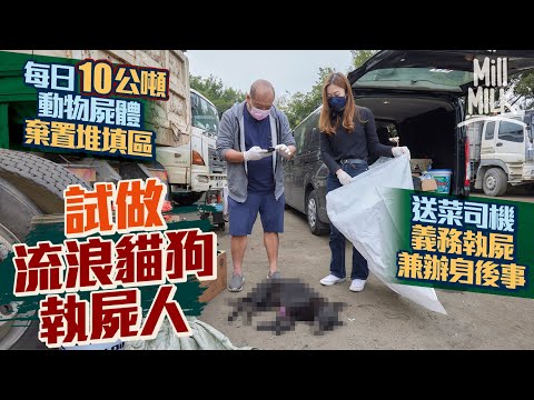 #MM|香港每日有10公噸動物屍體棄置堆填區 實試做流浪貓狗執屍人 41歲送菜司機月花過萬元油費隧道費義務執屍 24小時隨時出動 獨力由公路執遺體再以佛教儀式為浪浪善終兼火化及撒灰|#試一次 #4K