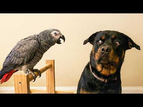 When Dogs Get Scared Of Talking 🐶🦜 The Funniest Parrots On The Internet 😂
