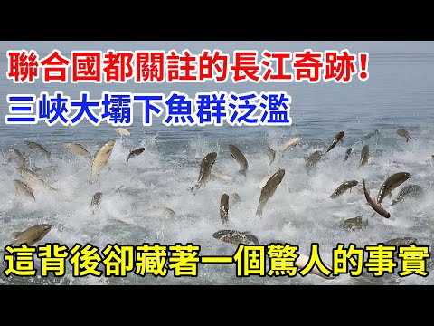 聯合國都關注的長江奇蹟!三峽大壩魚羣氾濫,但這令人震撼的背後卻藏着一個事實。#大國工程#基建狂魔