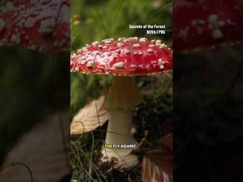 The hidden way fungi support the forest #shorts #fungi #mushroom