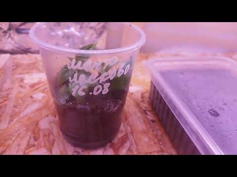 Посев ампельной петунии 10 декабря 25 год