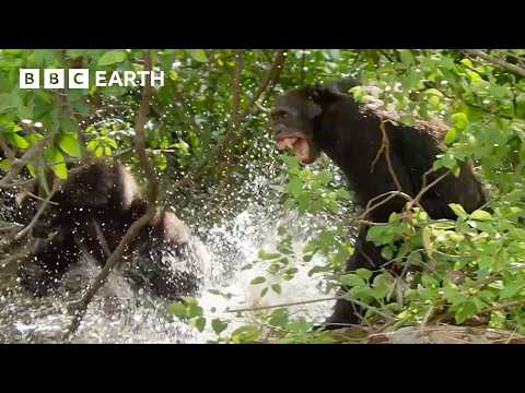 1 Hour of Nature's Deadliest Animal Showdowns | BBC Earth