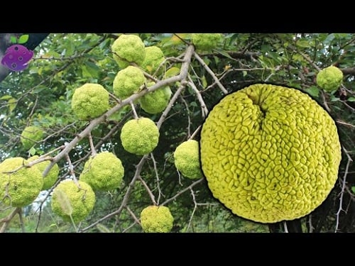10 Strange Fruits That Grow in the USA (You’ve Probably Never Seen!)