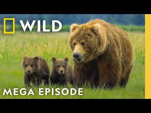 Deadly Treks for Survival | Incredible Animal Journeys MEGA Episode | Nat Geo Animals