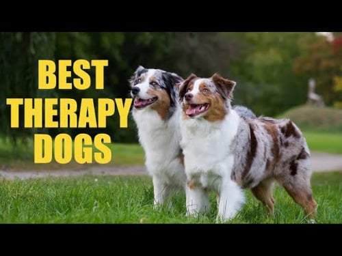 15 Best Therapy Dogs for Emotional Healing and Support