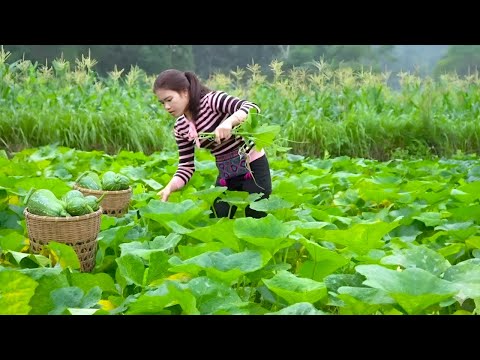 Harvesting pumpkins, cucumbers and bitter melons to sell at the market - Helping a single mother