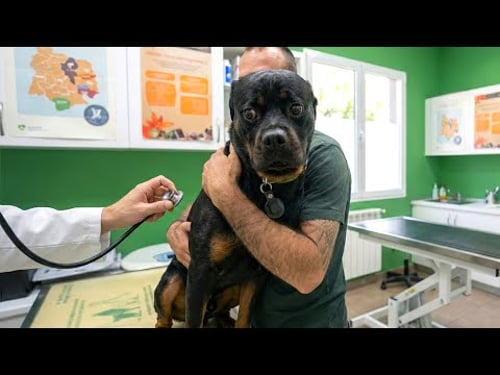 Smarty Funny Animal Video Clips ๐ถ Funniest Dog Moments Ever Recorded ๐คฃ