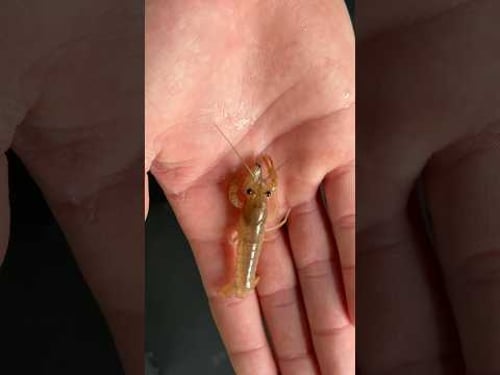 BABY CRAWFISH ARE CANNIBALS!?