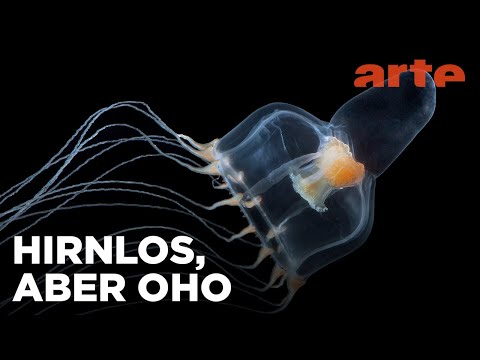 Quallen - Hirnlos, aber oho | ARTE Family