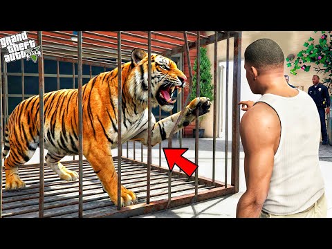 Franklin Going To Catch Most Dangerous Tiger In Los Santos || Gta 5