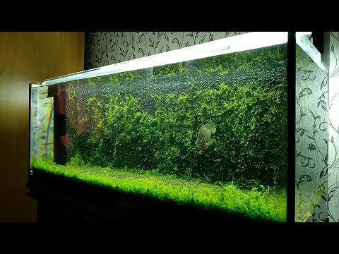 Moss aquarium background
