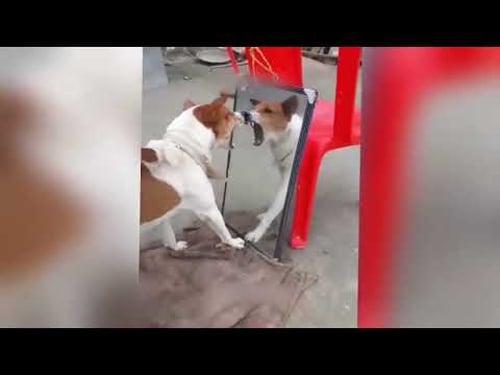 Lustige Tiere, die Freude in deinen Tag bringen ♥