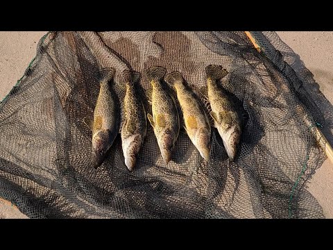 비싼 쏘가리를 맨손으로 마구 잡아서 먹어보겠습니다