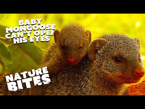 The Blind-Born Mongoose: A Story of Survival and Resilience | Bandits of Selous | Nature Bites