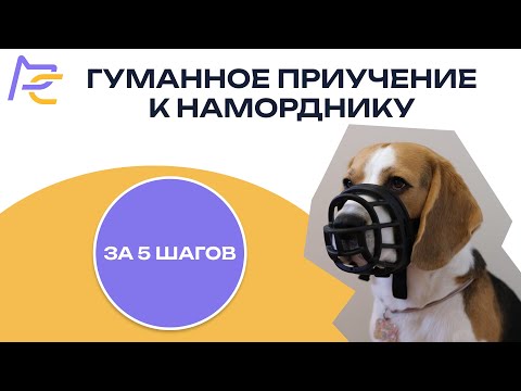Гуманное приучение собаки к наморднику за 5 шагов