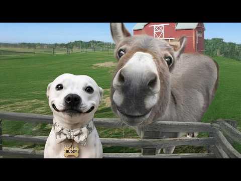 Animals Are The Funniest in the World 🤣 Funny Animals Videos 2025