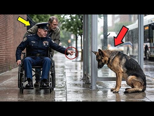 "I Thought He Was Gone Forever" — An Officer Cries When He Finds His Starving Police Dog!