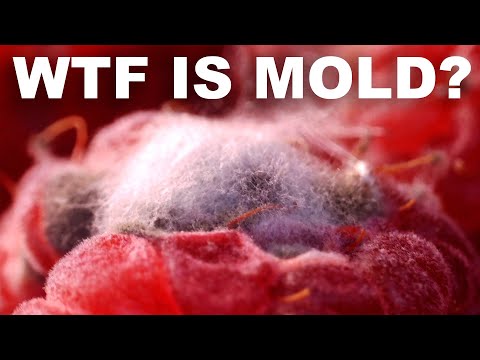 Is moldy food really that dangerous? (We're not sure, but don't risk it.)
