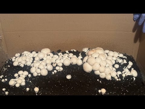 growing champignons at home🦋 results and problems