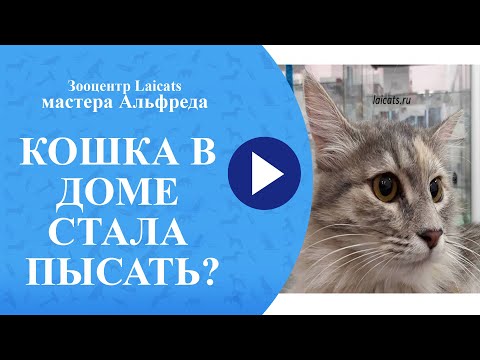 КОШКА ССЫТ, КОШКА МЕТИТ, КОШКА ГАДИТ, КАК ОТУЧИТЬ