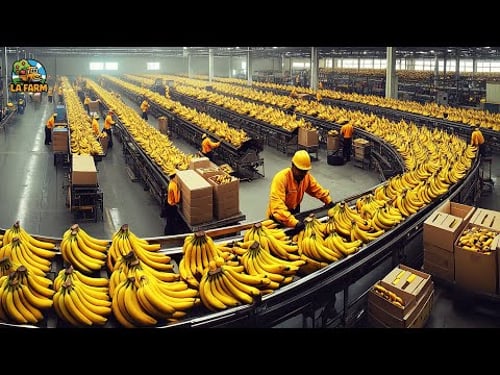How to Harvest Bananas Using Cableway Systems | Banana Processing in Factory