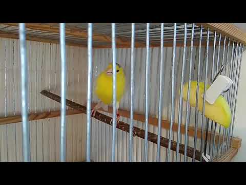 Линька наших канареек