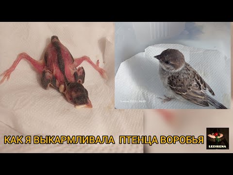 КАК Я ВЫКАРМЛИВАЛА ПТЕНЦА ВОРОБЬЯ
