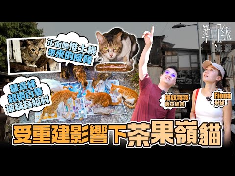 #米紙|茶果嶺貓求關注 茶果嶺村清拆重建 逾百隻流浪貓等待救援 前輔導員自資花過百萬開貓舍提供醫療救援 至今已拯救70多隻村內流浪貓 村民義工合力救貓急尋暫托領養 惟領養人減少獨力難支 #筆記紙