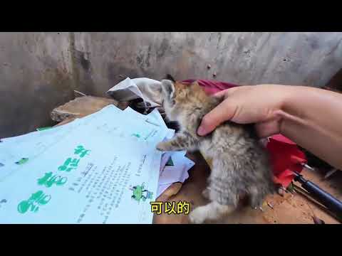 天上掉下来个小猫咪 还没有取名字 我希望它姓“李” 因为它是一只狸花 ...