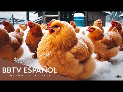 15 Best Chicken Breeds That Thrive in Cold Climates | Wildlife Documentary