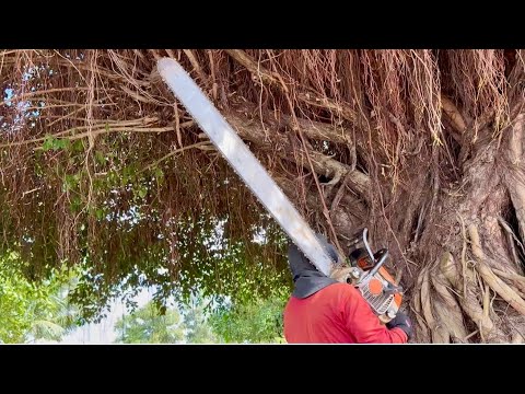 Cưa cây xanh siêu khủng , Siêu nhánh , Um tùm , Ở núi cấm . Cưa cây kỷ thuật cao