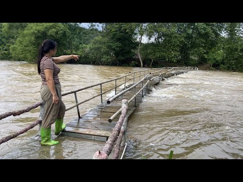 Flood season and can the iron bridge withstand it? Harvesting chili and lychee go to the market sell