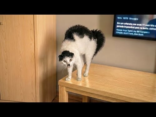 Try Not To Laugh πΉ Funniest Cat Moments That Will Make You Cry Laugh | Funny Cat Videos 2026